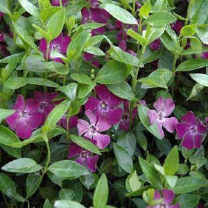 Zimozeleň - Vinca ´ATROPURPUREA´, kont.P9
